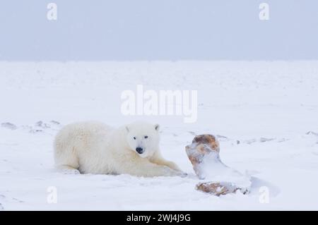 polar bear Ursus maritimus along a barrier island Arctic coast scavenging whale waiting for ocean freeze so it can travel the ice and hunt Alaska Stock Photo