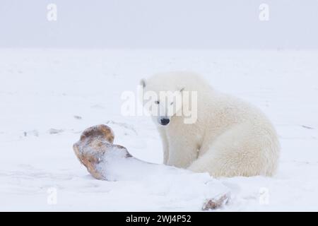 polar bear Ursus maritimus along a barrier island Arctic coast scavenging whale waiting for ocean freeze so it can travel the ice and hunt Alaska Stock Photo