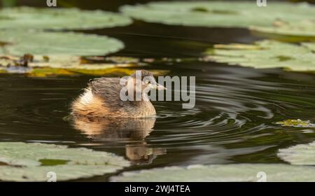Australasian grebe (Tachybaptus novaehollandiae) a small water bird in breeding  plumage with rippled water rings and vegetation, selected focus. Stock Photo