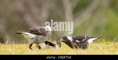 Australian magpie (Gymnorhina tibicen) these young birds are playing on the ground  amongst there selves, selected focus image. Stock Photo