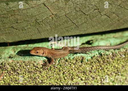 sand lizard basking in the sun Stock Photo
