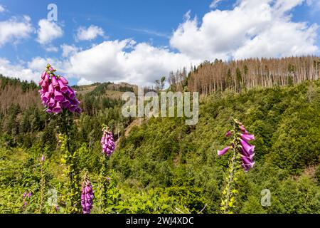 Red foxglove medicinal and poisonous plant Stock Photo - Alamy