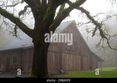 Barn with oak in fog, Beazell Memorial Forest County Park, Benton County, Oregon Stock Photo