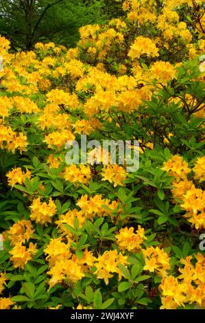 Azalea bloom, The Rhododendron Garden, Hendricks Park, Eugene, Oregon Stock Photo