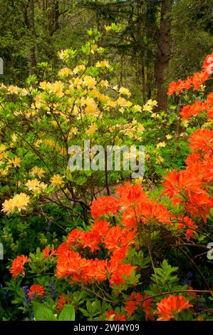 Azalea bloom, The Rhododendron Garden, Hendricks Park, Eugene, Oregon Stock Photo