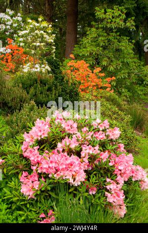 Rhododendron in bloom with azalea, The Rhododendron Garden, Hendricks Park, Eugene, Oregon Stock Photo