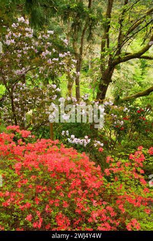 Rhododendron in bloom with azalea in forest, The Rhododendron Garden, Hendricks Park, Eugene, Oregon Stock Photo