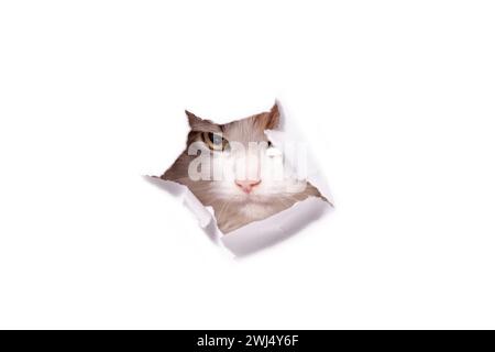 Mongrel cat climbs through a hole in a white paper Stock Photo