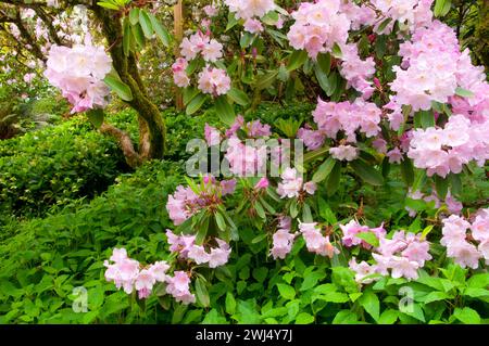 Oregon Native Rhododendron Rhododendron in bloom, The Rhododendron Garden, Hendricks Park, Eugene ...