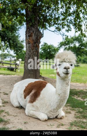 Alpacas in outdoor ranchin southern Poland at sunny summer day Stock Photo