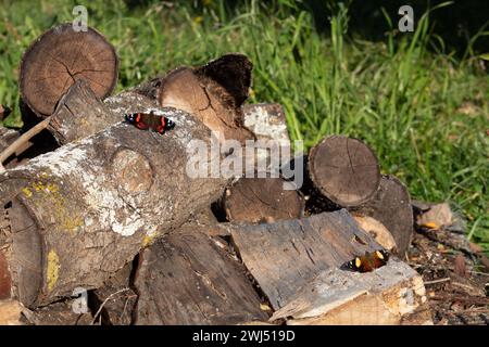 New Zealand red admiral butterfly and yellow admiral butterfly basking on logs outside. Stock Photo