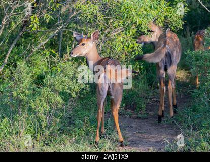 Nyala Antelope in Hluhluwe National Park Nature Reserve South Africa Stock Photo