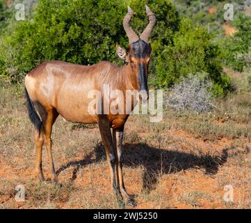 Red hartebeest antelope in the wild and savannah landscape of Africa Stock Photo