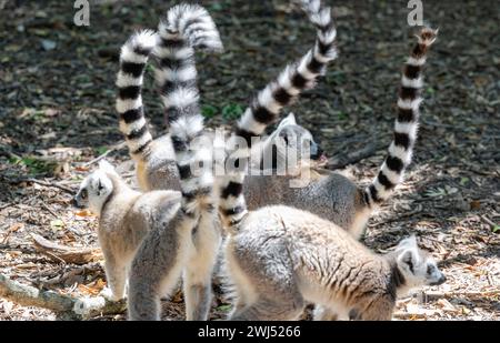 Ring tailed Lemurs in a bush landscape in South Africa Stock Photo