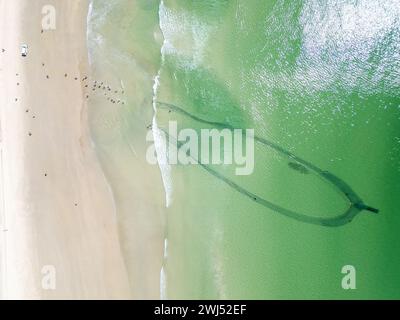 Trek fishermen, pulling fishing nets in with yellowtail catch, Fish Hoek, Cape Town, South Africa Stock Photo