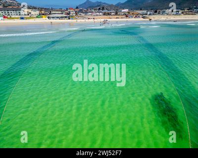 Trek fishermen, pulling fishing nets in with yellowtail catch, Fish Hoek, Cape Town, South Africa Stock Photo