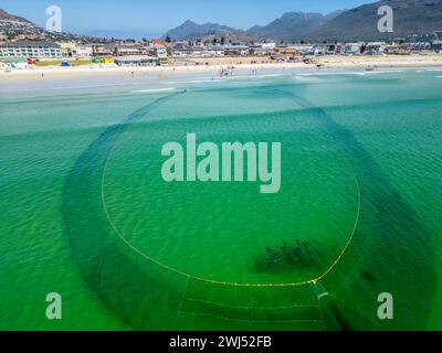 Trek fishermen, pulling fishing nets in with yellowtail catch, Fish Hoek, Cape Town, South Africa Stock Photo