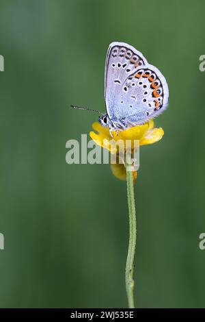Northern Blue butterfly, known as Plebejus idas or Lycaeides idas, feeding on Meadow Buttercup in Finland Stock Photo