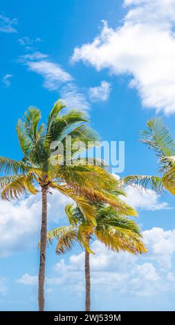 Beautiful Palm trees in blue sky background Stock Photo