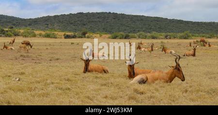 Red hartebeest antelope in the wild and savannah landscape of Africa Stock Photo