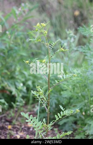 Marsh Yellowcress, Rorippa palustris, also known as Bog yellow-cress or Marsh yellow cress, wild flowering plant from Finland Stock Photo