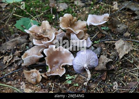 Lepista sordida, also called Rhodopaxillus sordidus and Tricholoma sordidum, slender blewit, wild mushroom from Finland Stock Photo