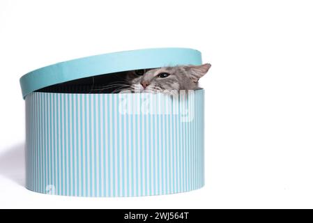 Yellow-eyed tabby cat climbs out of a striped round hatbox with a lid Stock Photo