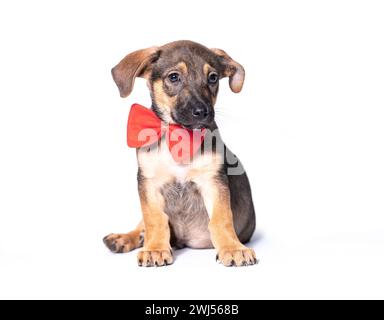 Mongrel puppy with a big red bow on his neck sitting on a white background Stock Photo