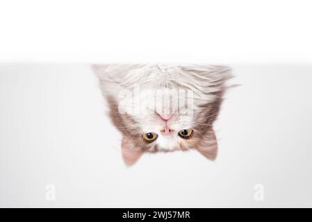 Mongrel long-haired cat peeking out from behind a white partition on a gray background Stock Photo