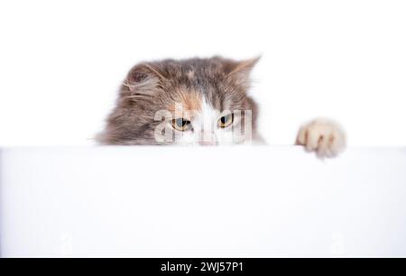 Mongrel long-haired cat peeking out from behind a white partition Stock Photo