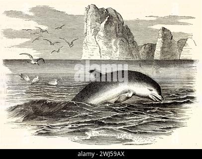Old engraved illustration of Common Bottlenose Dolphi. Created by Kretschmer, published on Brehm, Les Mammifers, Baillière et fils, Paris, 1878 Stock Photo