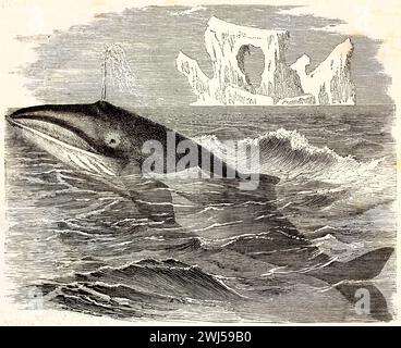 Old engraved illustration of Common Minke Whale. Created by Kertschmer, published on Brehm, Les Mammifers, Baillière et fils, Paris, 1878 Stock Photo
