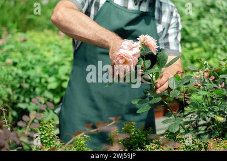 Gardener landscaping and taking care of beautiful roses Stock Photo