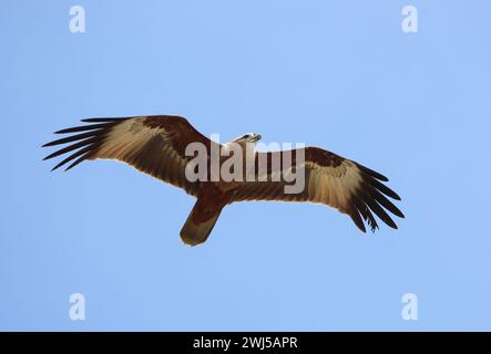 A brahminy kite(Haliastur indus) in flight.this photo was taken from Bangladesh. Stock Photo