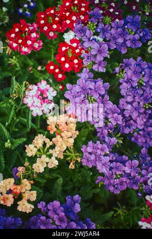 Verbena hybrid flowers blooming in park. Close up with selected focus. Stock Photo