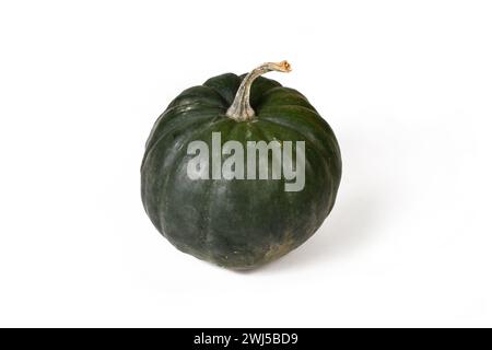 'Black Kat F1' acorn squash with dark green skin on white background Stock Photo