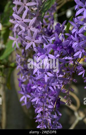Petrea volubilis, commonly known as purple wreath, queen's wreath or sandpaper vine, is an evergreen flowering vine in the family Verbenaceae, native Stock Photo