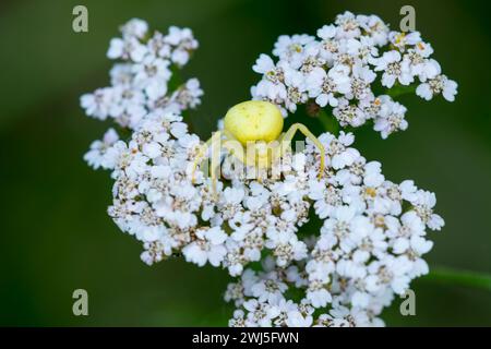 Goldenrod crab spider Stock Photo