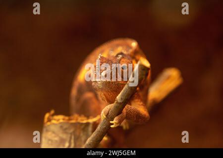 A chameleon perched on a branch against a blurry backdrop Stock Photo