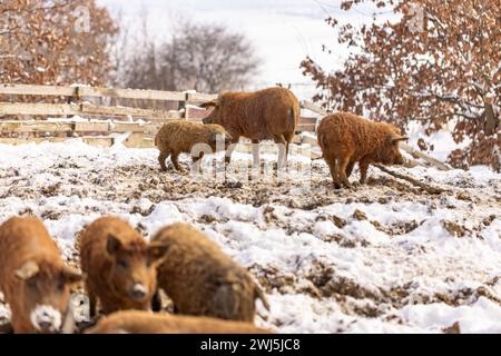 Group of young mangalitsa pigs in the winter on the snow. Stock Photo