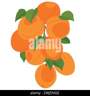 Branch with apricot fruits. Vector. Cartoon ripe apricots with leaves hanging on a tree on a white background. Elements for labels of juice, jam. Stock Vector