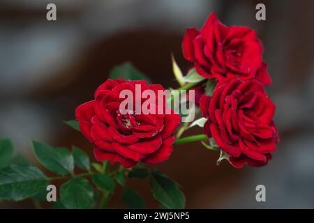 Three red roses in the garden close-up. Stock Photo