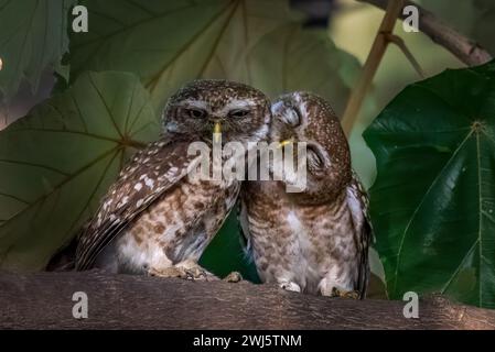 Owls share a cuddle CHANDIGARH, INDIA LOVED UP IMAGES of birds sharing sweet pecks in time for Valentine's Day have been captured.  Images show everyt Stock Photo