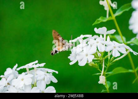 Flying insect collects nectar on a white flower. Skipper butterfly. Stock Photo