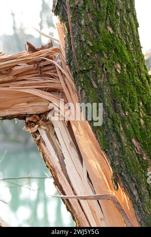 Italy, Lombardy, Close up of a Tree Broken by the Wind Stock Photo