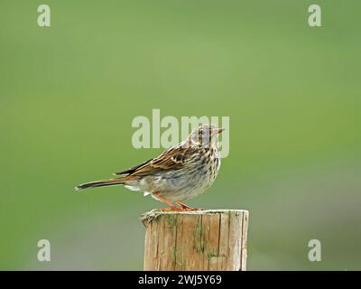 profile image of Meadow Pipit (Anthus pratensis) perched on rustic wooden fencepost with good background in Summer Cumbria ,England, UK Stock Photo