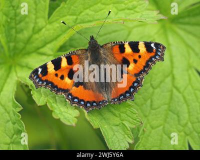 pristine Small tortoiseshell butterfly (Aglais urticae) with blue spots on wings and barred antennae resting gn green foliage in Cumbria, England,UK Stock Photo