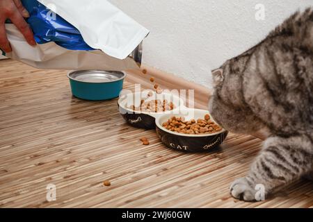 Pet owner refill cat bowl by dry cat food, tabby cat watches as a person pours dry food into its bowls, one for water and one for food, Stock Photo