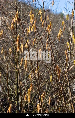 First signs of spring. Hazel, European filbert Corylus avellana opened flower buds and catkins on the eve of spring. Stock Photo