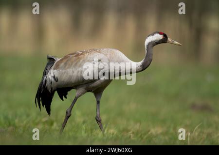 Wild common crane, grus grus, walking on hay field in spring nature. Large feathered bird landing on meadow from side view. Animal wildlife Stock Photo